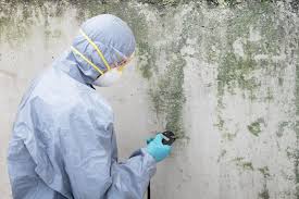 Mold Inspection